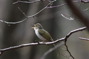 センダイムシクイ